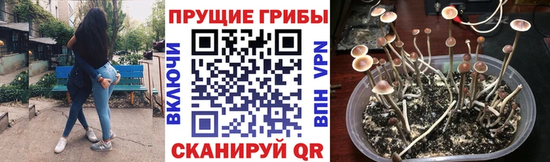 нарко площадка телеграм  Цимлянск  Псилоцибиновые грибы GOLDEN TEACHER 